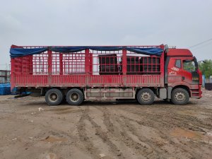 金用護欄2021年4月27日鋅鋼護窗欄桿發貨！